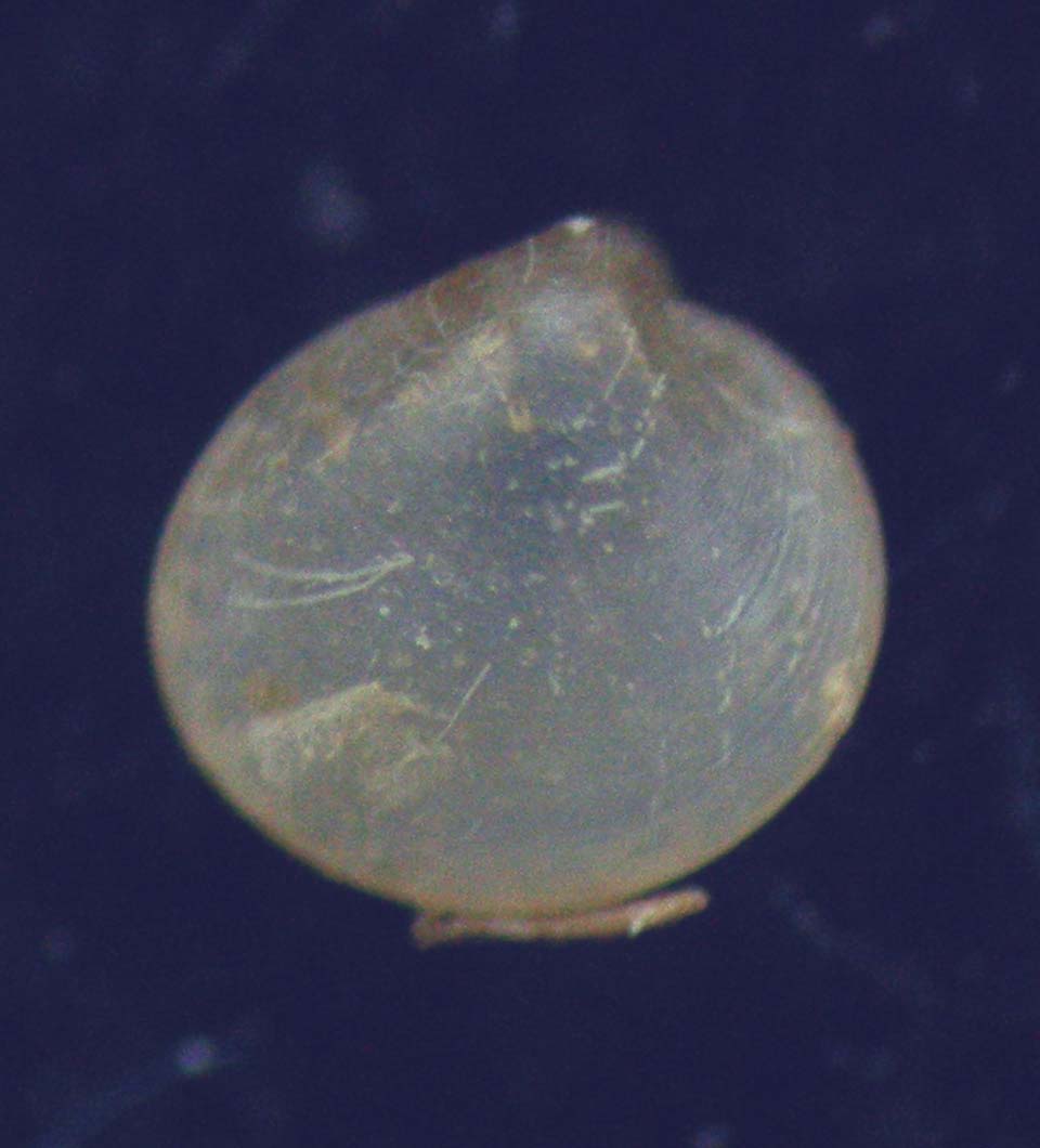 kelliella abyssicola